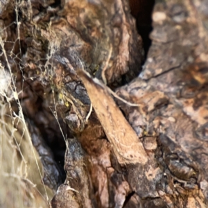 Eudonia cleodoralis at City Renewal Authority Area - 9 Nov 2023 06:29 PM