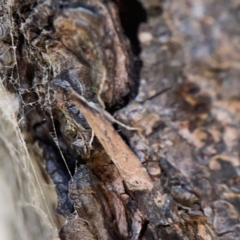 Eudonia cleodoralis at City Renewal Authority Area - 9 Nov 2023 06:29 PM