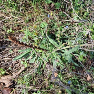 Cynoglossum australe at Mount Painter - 24 Apr 2023