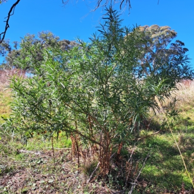 Solanum linearifolium (Kangaroo Apple) at Belconnen, ACT - 24 Apr 2023 by SarahHnatiuk