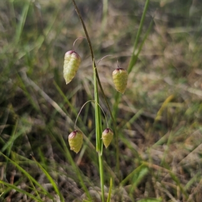Briza maxima (Quaking Grass, Blowfly Grass) at QPRC LGA - 9 Nov 2023 by Csteele4