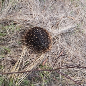 Tachyglossus aculeatus at Mount Painter - 14 Feb 2023