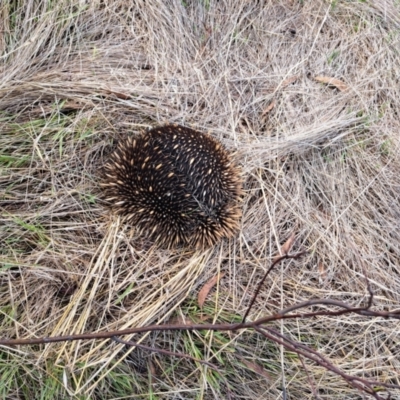 Tachyglossus aculeatus (Short-beaked Echidna) at Belconnen, ACT - 14 Feb 2023 by SarahHnatiuk