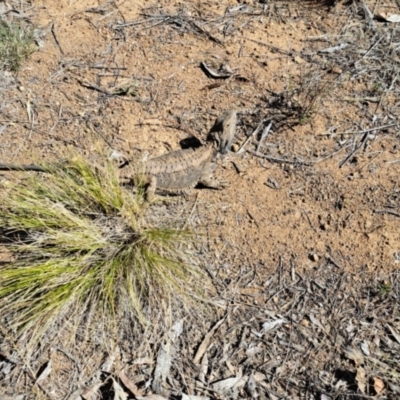 Pogona barbata (Eastern Bearded Dragon) at Mount Painter - 23 Oct 2023 by SarahHnatiuk