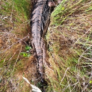 Pogona barbata at Belconnen, ACT - suppressed