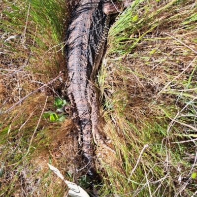 Pogona barbata (Eastern Bearded Dragon) at Belconnen, ACT - 12 Oct 2023 by SarahHnatiuk