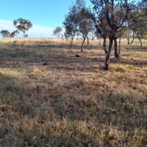 Tachyglossus aculeatus at Ginninderry Conservation Corridor - 9 Nov 2023