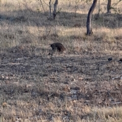 Tachyglossus aculeatus at Ginninderry Conservation Corridor - 9 Nov 2023