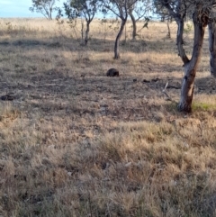 Tachyglossus aculeatus at Ginninderry Conservation Corridor - 9 Nov 2023 06:24 PM