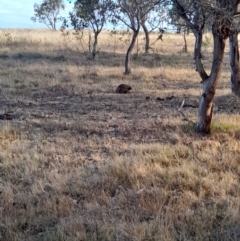 Tachyglossus aculeatus at Ginninderry Conservation Corridor - 9 Nov 2023