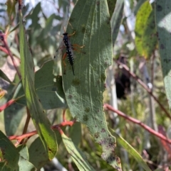 Echthromorpha intricatoria (Cream-spotted Ichneumon) at Namadgi National Park - 8 Nov 2023 by simonstratford