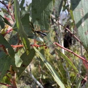 Echthromorpha intricatoria at Namadgi National Park - 8 Nov 2023