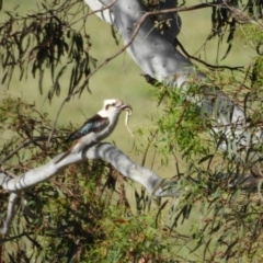 Dacelo novaeguineae (Laughing Kookaburra) at Dunlop, ACT - 26 Oct 2023 by LD12