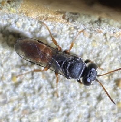 Pison sp. (genus) (Black mud-dauber wasp) at Jerrabomberra, NSW - 9 Nov 2023 by SteveBorkowskis