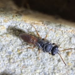 Pison sp. (genus) at QPRC LGA - 9 Nov 2023