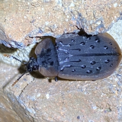 Ptomaphila lacrymosa (Carrion Beetle) at Jerrabomberra, NSW - 9 Nov 2023 by SteveBorkowskis