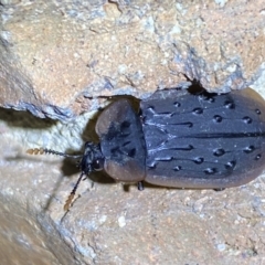 Ptomaphila lacrymosa at QPRC LGA - 9 Nov 2023