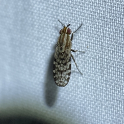 Sapromyza mallochiana (A lauxaniid fly) at Jerrabomberra, NSW - 9 Nov 2023 by SteveBorkowskis