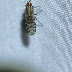 Sapromyza mallochiana at QPRC LGA - 9 Nov 2023