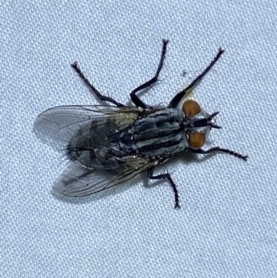 Muscidae (family) (Unidentified muscid fly) at Jerrabomberra, NSW - 9 Nov 2023 by SteveBorkowskis