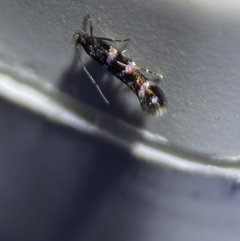 Stagmatophora argyrostrepta at QPRC LGA - suppressed