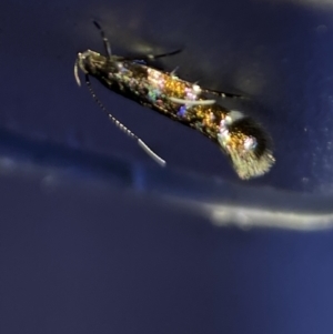 Stagmatophora argyrostrepta at QPRC LGA - 9 Nov 2023