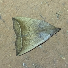 Simplicia armatalis (Crescent Moth) at Jerrabomberra, NSW - 9 Nov 2023 by SteveBorkowskis
