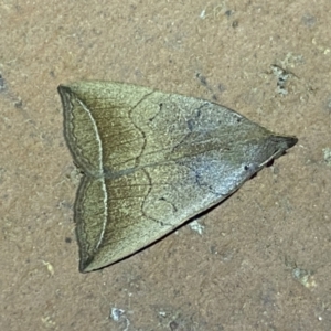 Simplicia armatalis at QPRC LGA - 9 Nov 2023