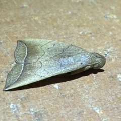 Simplicia armatalis at QPRC LGA - 9 Nov 2023