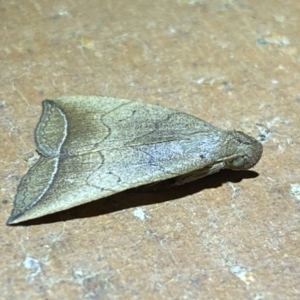 Simplicia armatalis at QPRC LGA - 9 Nov 2023