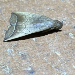 Simplicia armatalis at QPRC LGA - 9 Nov 2023