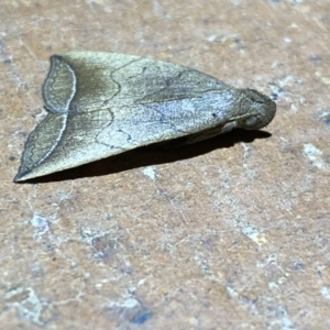 Simplicia armatalis at QPRC LGA - 9 Nov 2023