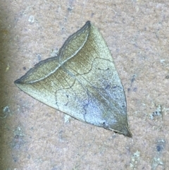 Simplicia armatalis at QPRC LGA - 9 Nov 2023