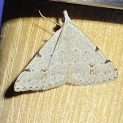 Dichromodes estigmaria (Pale Grey Heath Moth) at Jerrabomberra, NSW - 9 Nov 2023 by SteveBorkowskis