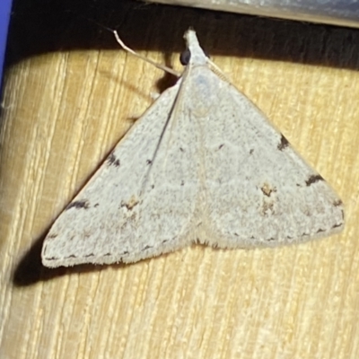 Dichromodes estigmaria (Pale Grey Heath Moth) at Jerrabomberra, NSW - 9 Nov 2023 by SteveBorkowskis
