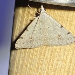 Dichromodes estigmaria at QPRC LGA - 9 Nov 2023