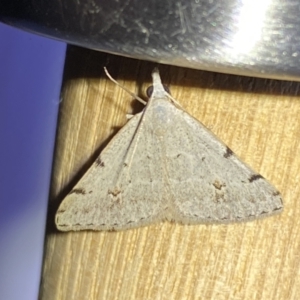 Dichromodes estigmaria at QPRC LGA - 9 Nov 2023