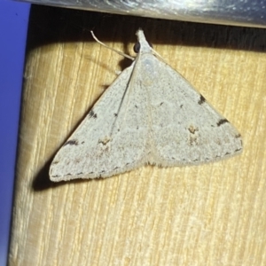 Dichromodes estigmaria at QPRC LGA - 9 Nov 2023