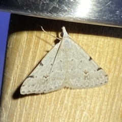 Dichromodes estigmaria at QPRC LGA - 9 Nov 2023