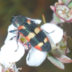 Castiarina sexplagiata at Coree, ACT - 8 Nov 2023 05:31 PM