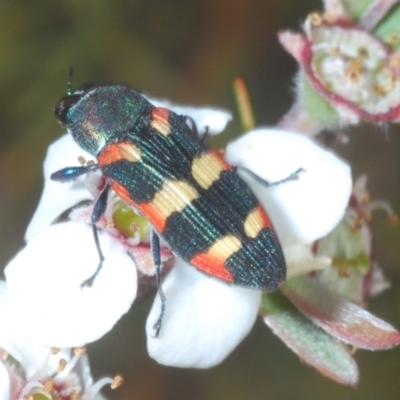 Castiarina sexplagiata (Jewel beetle) at Coree, ACT - 8 Nov 2023 by Harrisi