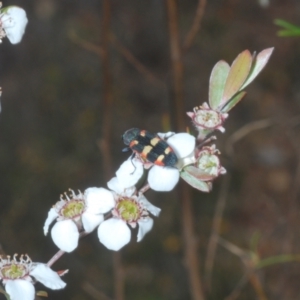 Castiarina sexplagiata at Coree, ACT - 8 Nov 2023 05:31 PM