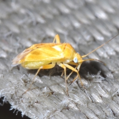Miridae (family) (Unidentified plant bug) at Mulligans Flat - 8 Nov 2023 by Harrisi
