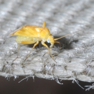 Miridae (family) at Mulligans Flat - 8 Nov 2023 04:00 PM