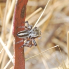 Maratus scutulatus (A jumping spider) at Mulligans Flat - 8 Nov 2023 by Harrisi