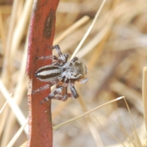 Maratus scutulatus at Mulligans Flat - 8 Nov 2023