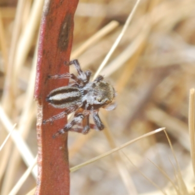 Maratus scutulatus (A jumping spider) at Forde, ACT - 8 Nov 2023 by Harrisi