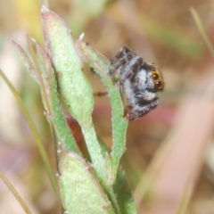 Maratus scutulatus at Mulligans Flat - 8 Nov 2023