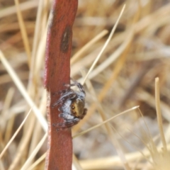 Maratus scutulatus at Mulligans Flat - 8 Nov 2023 03:53 PM