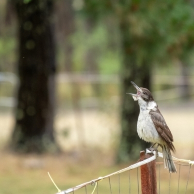 Cracticus torquatus (Grey Butcherbird) at Penrose - 5 Nov 2023 by Aussiegall